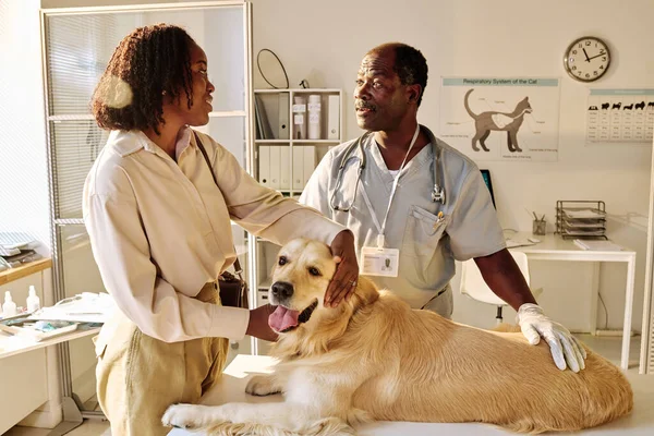 盲導犬の主人が獣医の所に立ち治療の話をしています — ストック写真