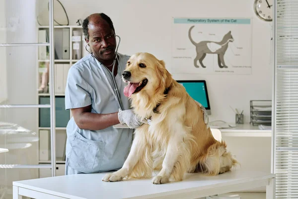 オフィスで聴診器と犬のハートビートを聞いて均一でアフリカの獣医師 — ストック写真