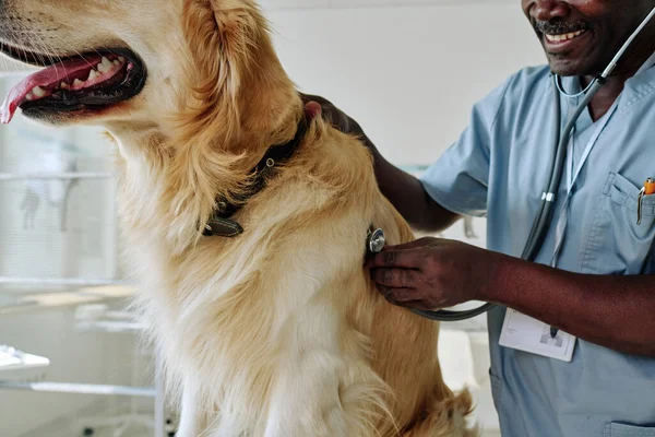 獣医クリニックで聴診器でペットを検査するアフリカの成熟した医師のクローズアップ — ストック写真