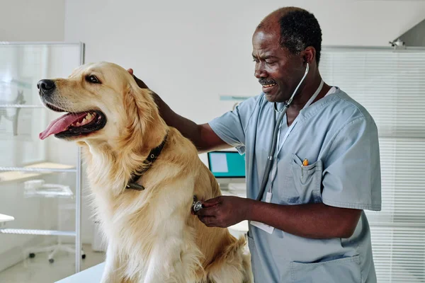 アフリカの成熟した獣医師は 診療所での医学検査中に聴診器付きの純血犬を調べる — ストック写真