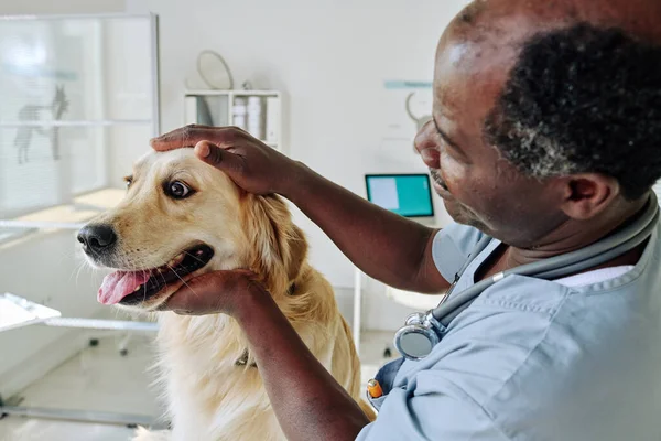 アフリカの獣医医師は 彼のオフィスでの医療検査中に純血種の取得を調べる — ストック写真