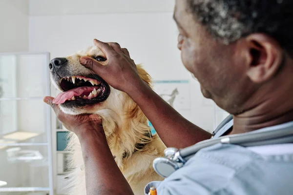 Vétéran Africain Examinant Les Dents Chien Lors Examen Médical Clinique — Photo