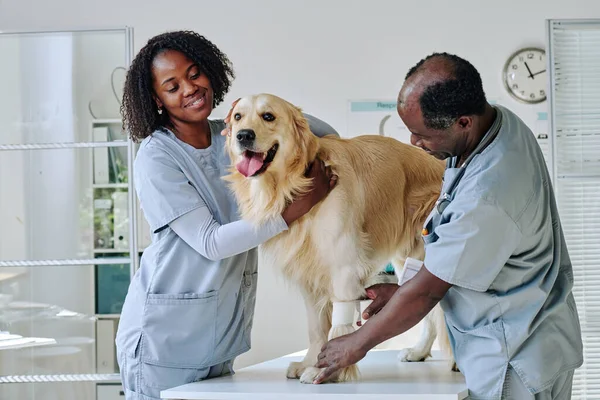 Veterinário Africano Examinando Cão Raça Pura Mesa Com Enfermeira Durante — Fotografia de Stock