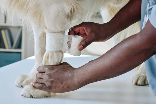 Gros Plan Médecin Vétérinaire Africain Traitant Patte Chien Clinique — Photo
