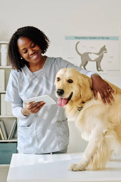 stock image African female vet doctor in uniform using digital tablet while examining purebred dog at vet clinic
