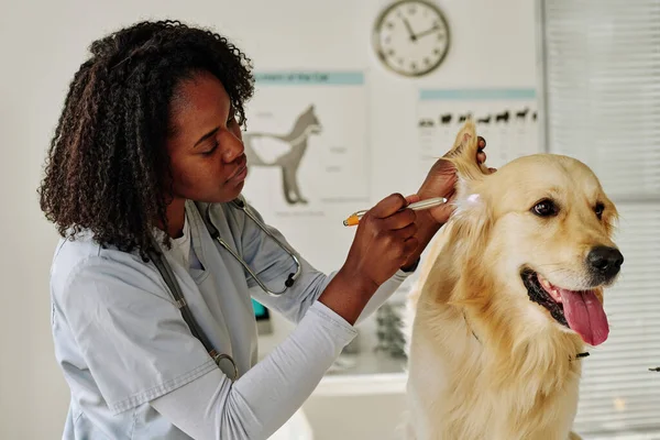 アフリカの若い獣医の医師は 獣医室での医学試験中に国内犬の耳を調べる — ストック写真