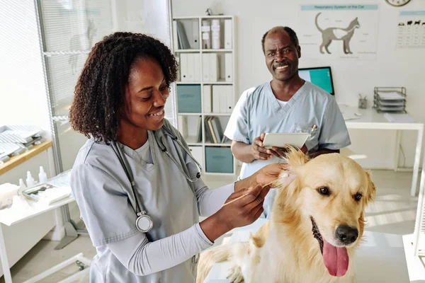 アフリカの看護師は検索犬を検査しながら 獣医の医師は デジタルタブレットを使用して 彼女と話す — ストック写真