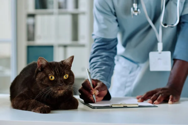 Közelkép Afrikai Állatorvos Írásban Recept Orvosi Kártya Macskával Fekszik Asztalon — Stock Fotó