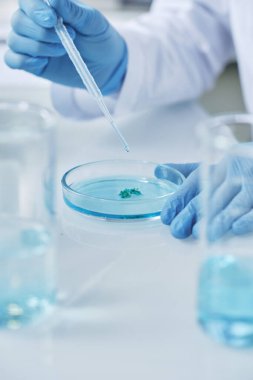 Eldivenli bilim adamının elleri petri kabının üzerinde bakteri taşıyor ve deney sırasında oraya sıvı madde bırakıyor.