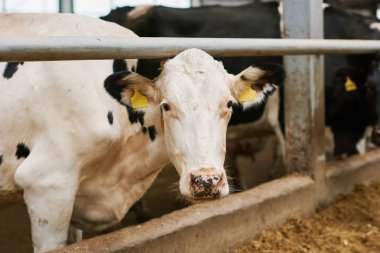 Beyaz ve siyah inek arka planda inek sürüsüyle kameraya bakıyor.