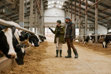 Agronomist çiftçiyle tarımı tartışıyor ahırda yürüyor ve inekleri ahırda inceliyor.