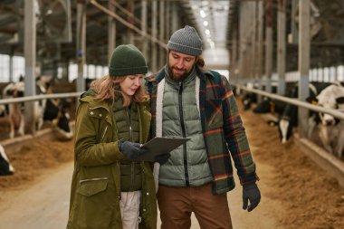 Süt ineklerinin listesini kontrol eden çiftçiler çiftlikte arka planda inek sürüleriyle ahırda duruyorlar.