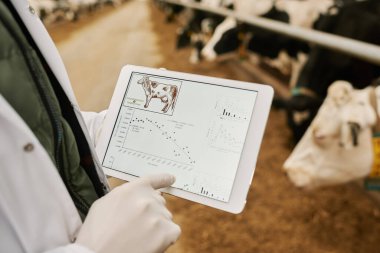 Veteriner doktoruna yakın çekim. Süt ineklerinin grafiklerini dijital tablet ekranında inceliyor.