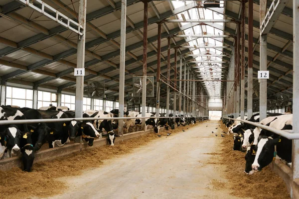 Manada Vacas Pie Detrás Pluma Animales Comiendo Heno Una Granja — Foto de Stock