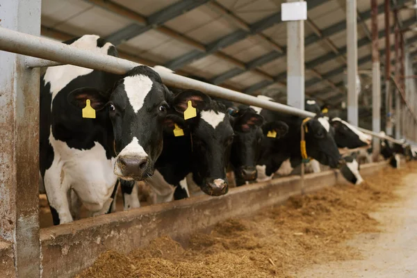Manada Vacas Con Etiquetas Las Orejas Detrás Corral Animales Una — Foto de Stock