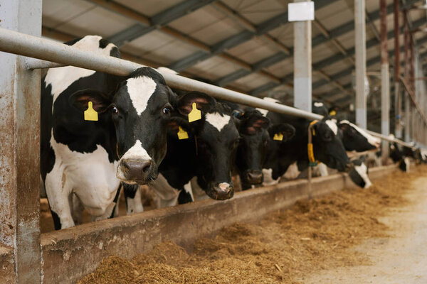 Herd of cows with tags on their ears standing behind animal pen in a row on agricultural farm