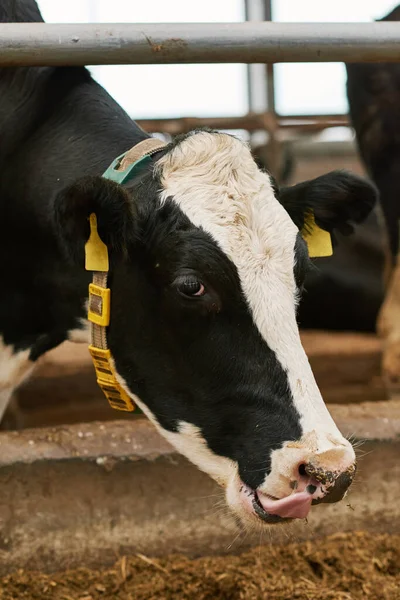 Primer Plano Cabeza Vaca Blanca Negra Alimentándose Pasto Establo Granja — Foto de Stock