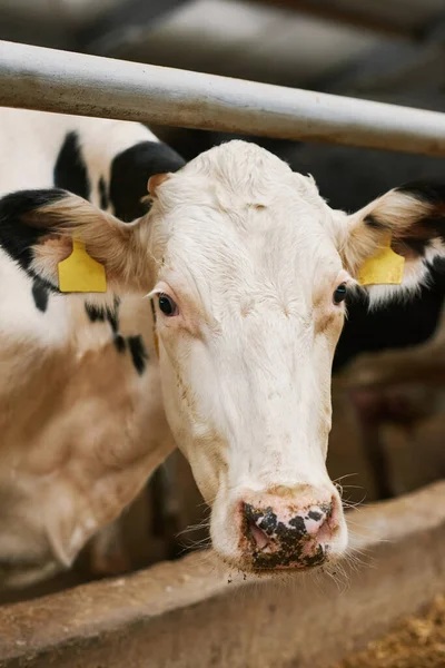 Primer Plano Vaca Blanca Con Etiquetas Mirando Cámara Detrás Pluma — Foto de Stock