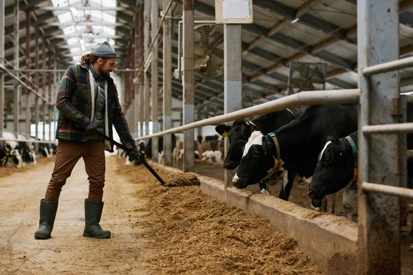 Grupo Vacas Domésticas Detrás Pluma Comiendo Heno Fresco Por Agricultor — Foto de Stock