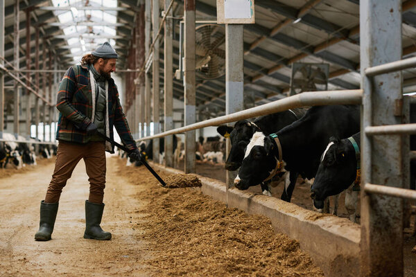 Группа домашних коров, стоящих за ручкой и поедающих свежее сено фермера на ферме