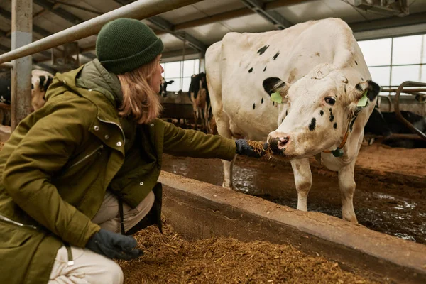 Propietario Granja Alimentación Vacas Lecheras Domésticas Con Heno Establo — Foto de Stock