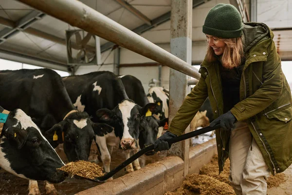 Granjero Sonriente Recogiendo Heno Pala Entregando Las Vacas Para Comer — Foto de Stock