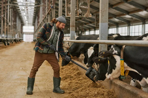 Farmer in work clothes giving fresh hay to cows with spade during his work in big barn on dairy farm