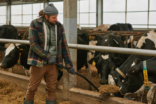 Agronomist süt ineklerini beslemek için kürek üzerinde saman veriyor.