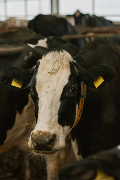 Primer Plano Vaca Lechera Doméstica Con Etiquetas Colocadas Establo Cowsheld — Foto de Stock