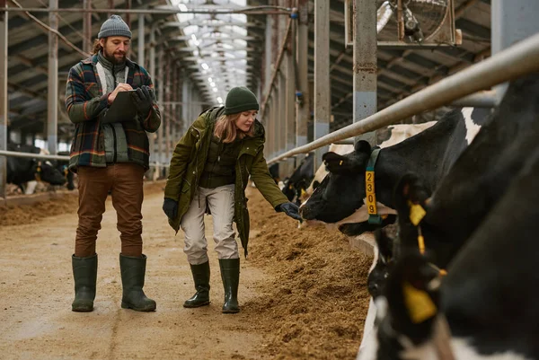 Mujer Joven Examinando Condición Las Vacas Establo Con Agricultor Haciendo — Foto de Stock