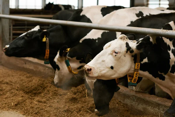 Rebaño Vacas Domésticas Blancas Negras Comiendo Heno Parado Detrás Establo — Foto de Stock