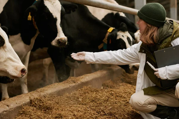 Veterinario Joven Que Comunica Con Las Vacas Durante Examen Médico — Foto de Stock