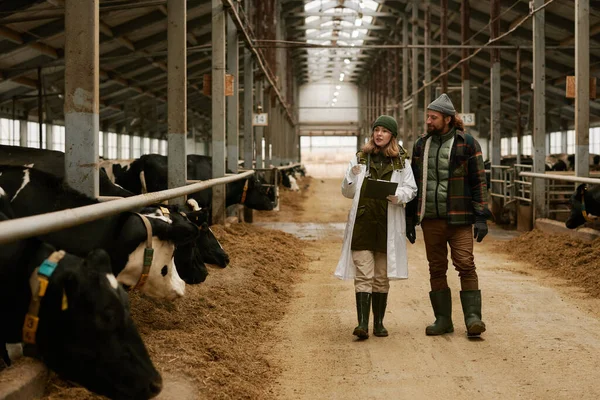 Veterinario Diciendo Cómo Cuidar Las Vacas Los Agricultores Durante Paseo — Foto de Stock