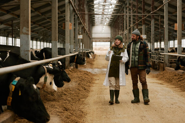 Ветеринар рассказывает, как ухаживать за коровами фермеру во время прогулки по большому амбару с коровами в кабинке