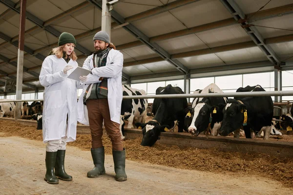Female veterinarian entering data about cows into digital tablet while working with her colleague on dairy farm