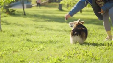 Parktaki yeşil çimlerde kadın sahibiyle oynarken sevimli Corgi köpeği koşuyor ve oyuncak kovalıyor.