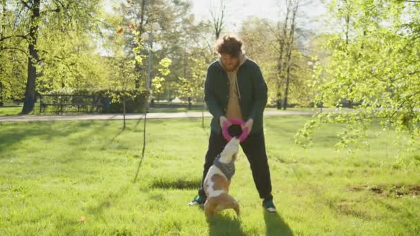 在阳光明媚的日子里 公园的草坪上 大张旗鼓的男主人一边拉着橡胶圈玩具 一边与兴奋的斯塔福德郡小狗玩耍 — 图库视频影像