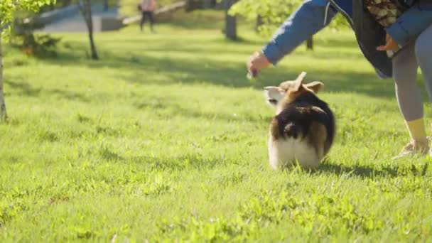 Uroczy Corgi Pies Działa Goni Zabawkę Podczas Zabawy Właścicielką Zielonym — Wideo stockowe