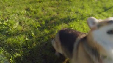 Yeşil çimlerin üzerinde hoplayıp zıplayan şirin bir Corgi köpeği.