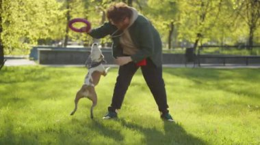 Parkta yürürken erkek sahibiyle çekiştirme oyunu oynayan şirin bir teriyer köpeği.