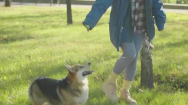 Parkta yeşil çimenlerde yürüyen, gülümseyen ve tatlı Corgi köpeğiyle oynayan neşeli genç bir kadın.