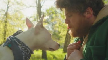 Şirin staffordshire Teriyeri köpeği, parkta vakit geçirirken, neşeli bir erkek sahibinin ağzından hediyeler yiyor.
