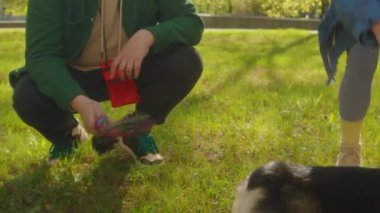 Genç çift evcil hayvan oyuncakları tutuyor ve parktaki yeşil çimlerde güzel Corgi ve Stamfordshire teriyer köpekleriyle oynuyorlar.