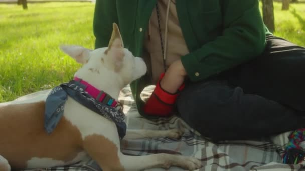 Чоловік Сидить Ковдрі Посміхається Дарує Частування Чарівному Собаці Стаффордширського Тер — стокове відео