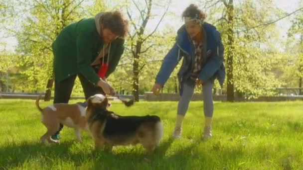 Чоловічі Жіночі Друзі Грають Буксирі Чарівними Собаками Коргі Стаффордширським Тер — стокове відео