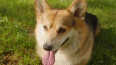 Parktaki yeşil çimlerde yatarken dili dışarıda nefes alan şirin Corgi köpeği portresi.