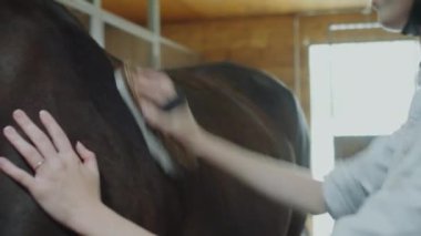 Kask takan kadın ahır işçisi ahırda çalışırken fırçayla at tımar ediyor.