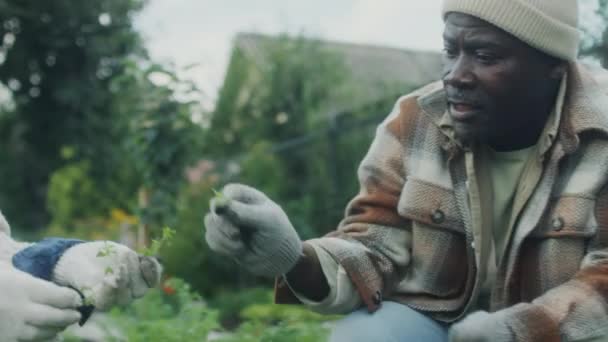 草を引っ張る手袋で成熟したアフリカ系アメリカ人男性と野菜の庭で一緒に植物の世話をしながら白人の妻と話す — ストック動画