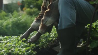 Plastik çizmeli ve hasır şapkalı Afro-Amerikan adam sebze bahçesindeki bitkilerle ilgilenirken yabani otları çekiyor.