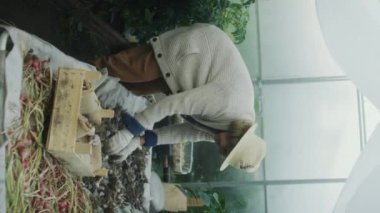 Eldivenli yaşlı bir kadının serada kuruduktan sonra tahta kutuya taze sarımsak koyarken dikey pozu.